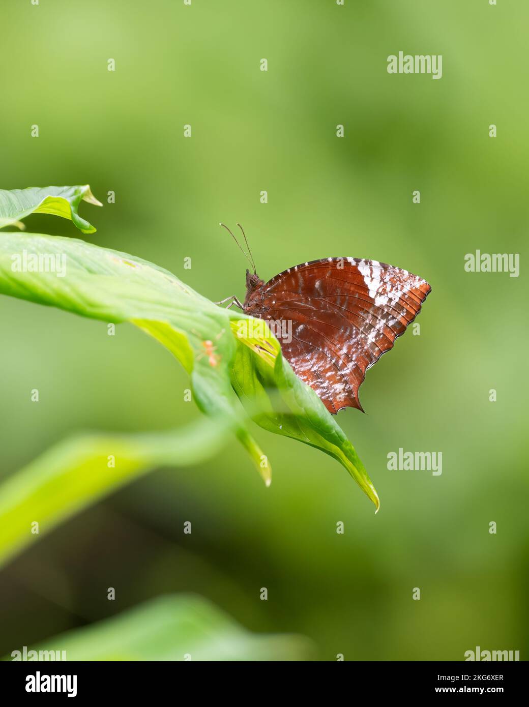 Beautiful Tailed palmfly (Elymnias caudata) butterfly resting on a large leaf in the garden at Mangalore, Karnataka in India. Stock Photo