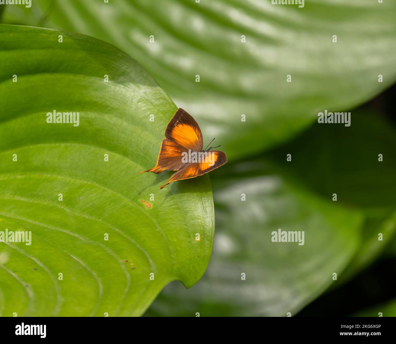 A beautiful Yamfly (Loxura atymnus) butterfly resting on a large leaf in the garden with it's wings spread open at Mangalore, Karnataka in India. Stock Photo