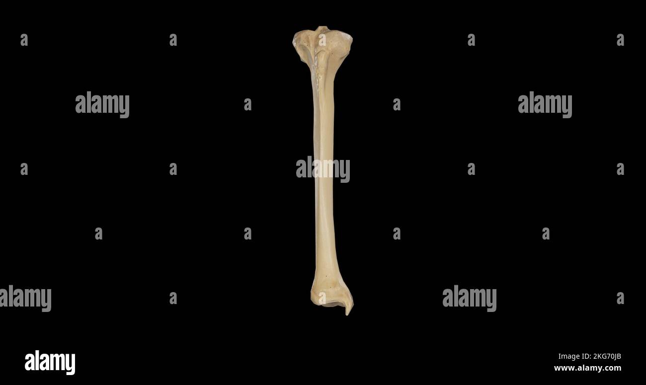 Anterior view of Right Tibia Stock Photo