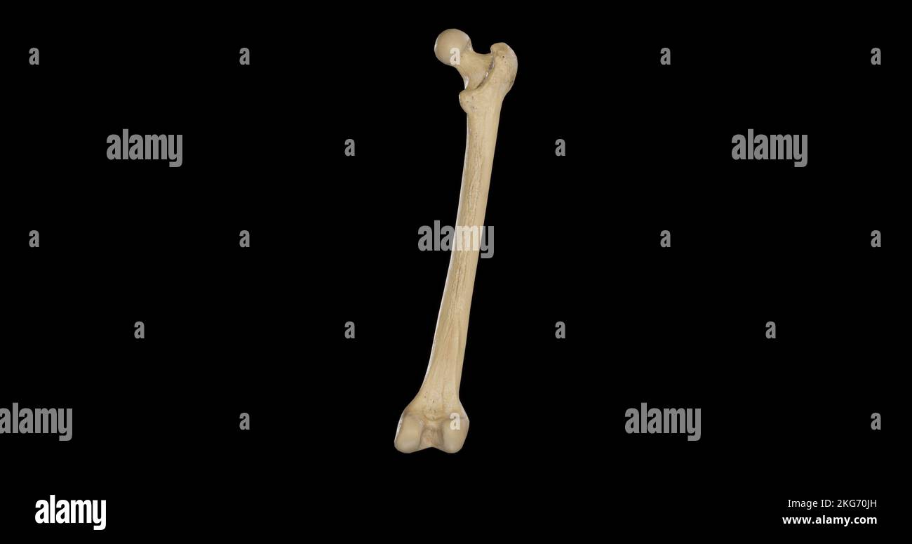 Posterior view of Right Femur Stock Photo