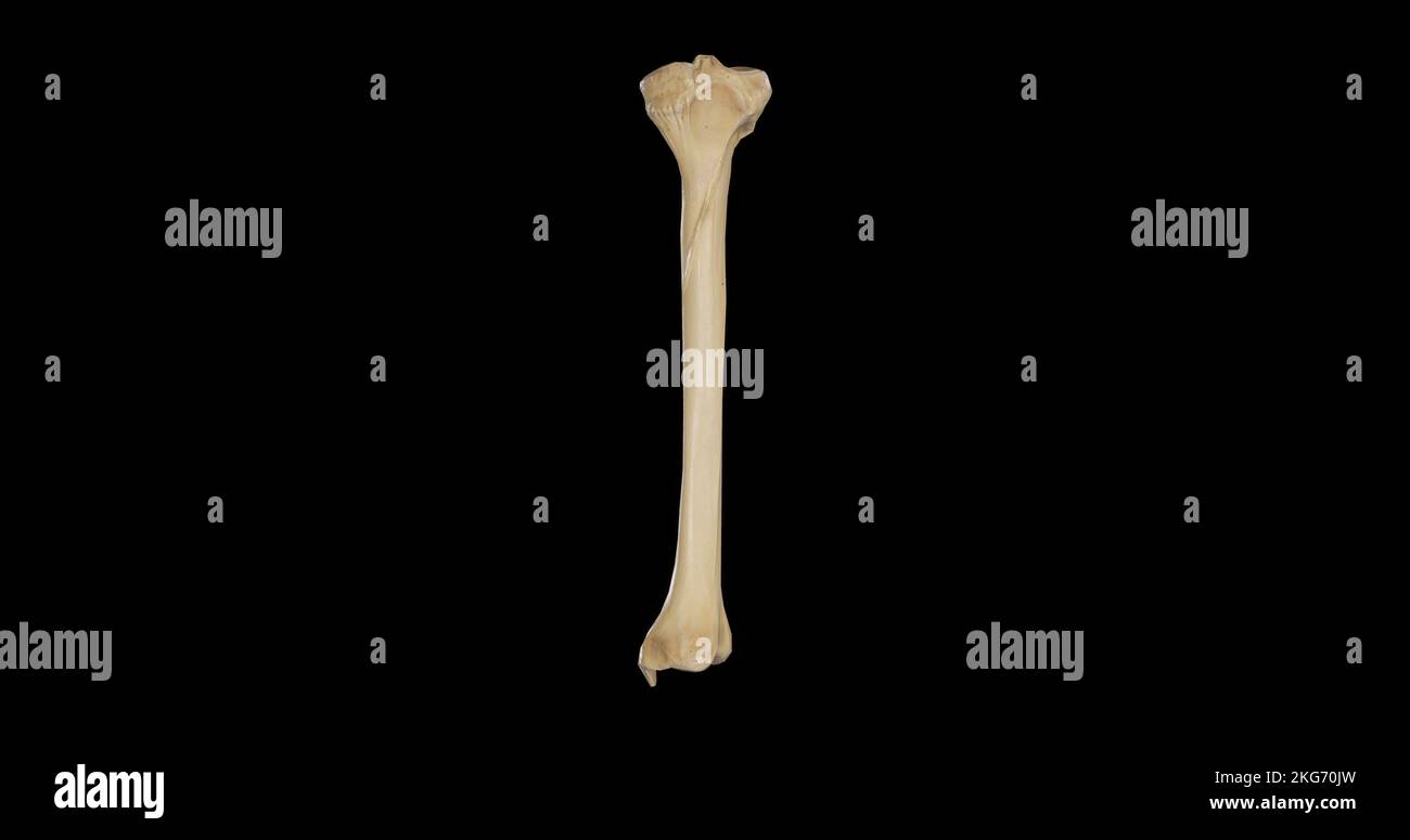 Posterior view of Right Tibia Stock Photo