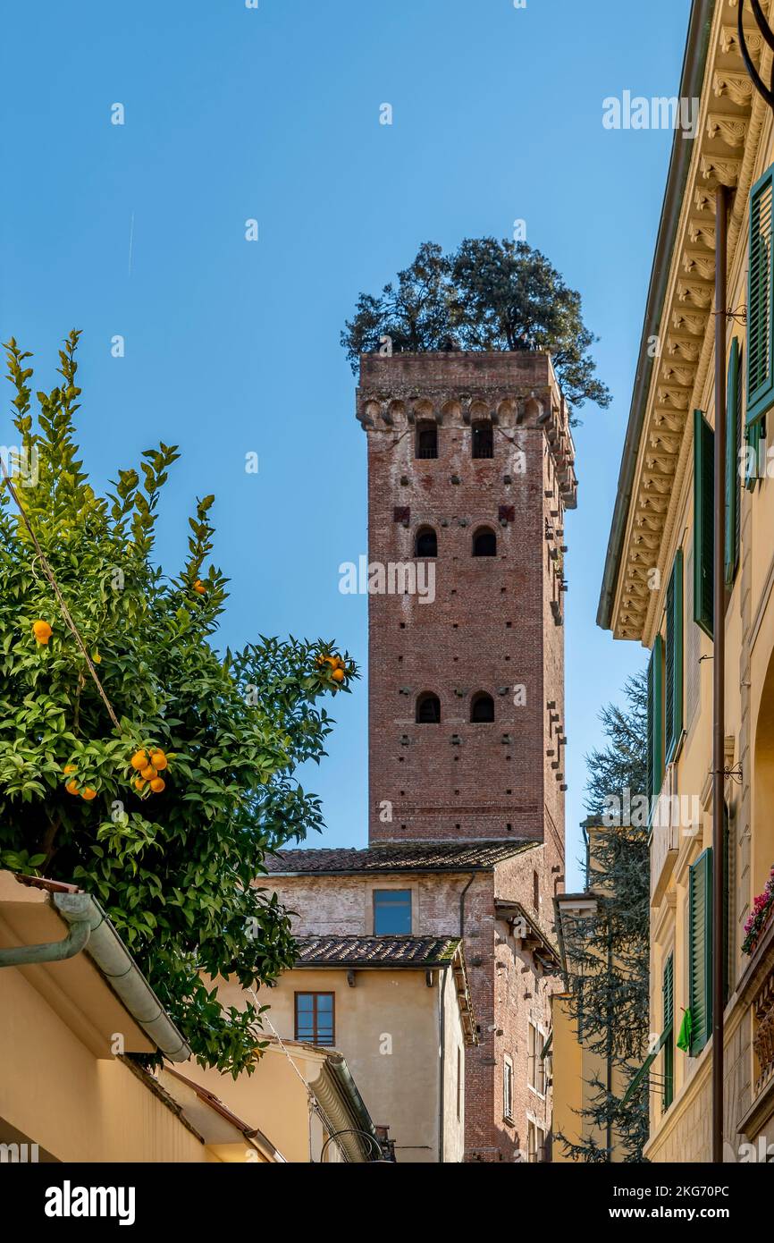 The famous Guinigi tower, Lucca, Italy, over the historic center with an orange tree in the foreground Stock Photo