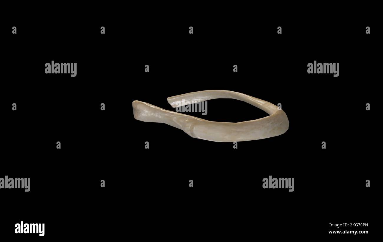 Posterior view of Right Second Rib Stock Photo - Alamy