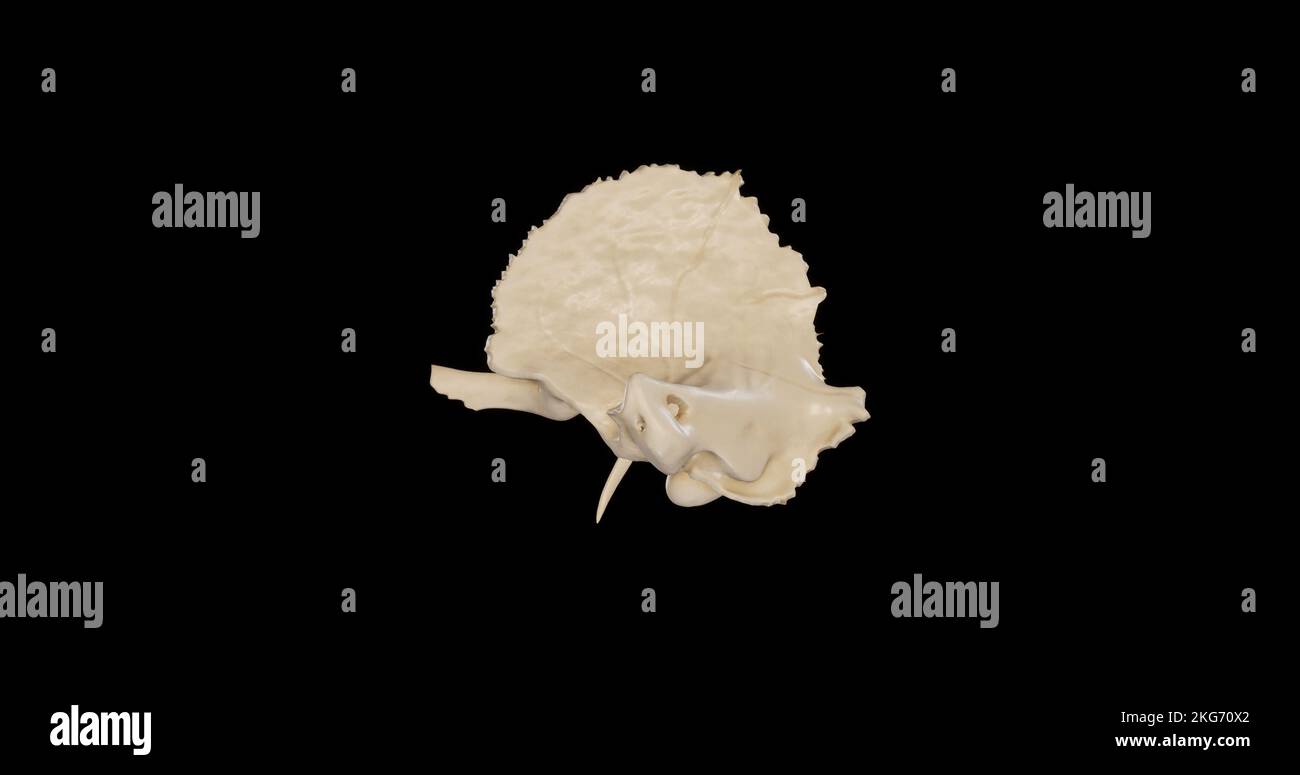 Left view of Right Temporal Bone Stock Photo
