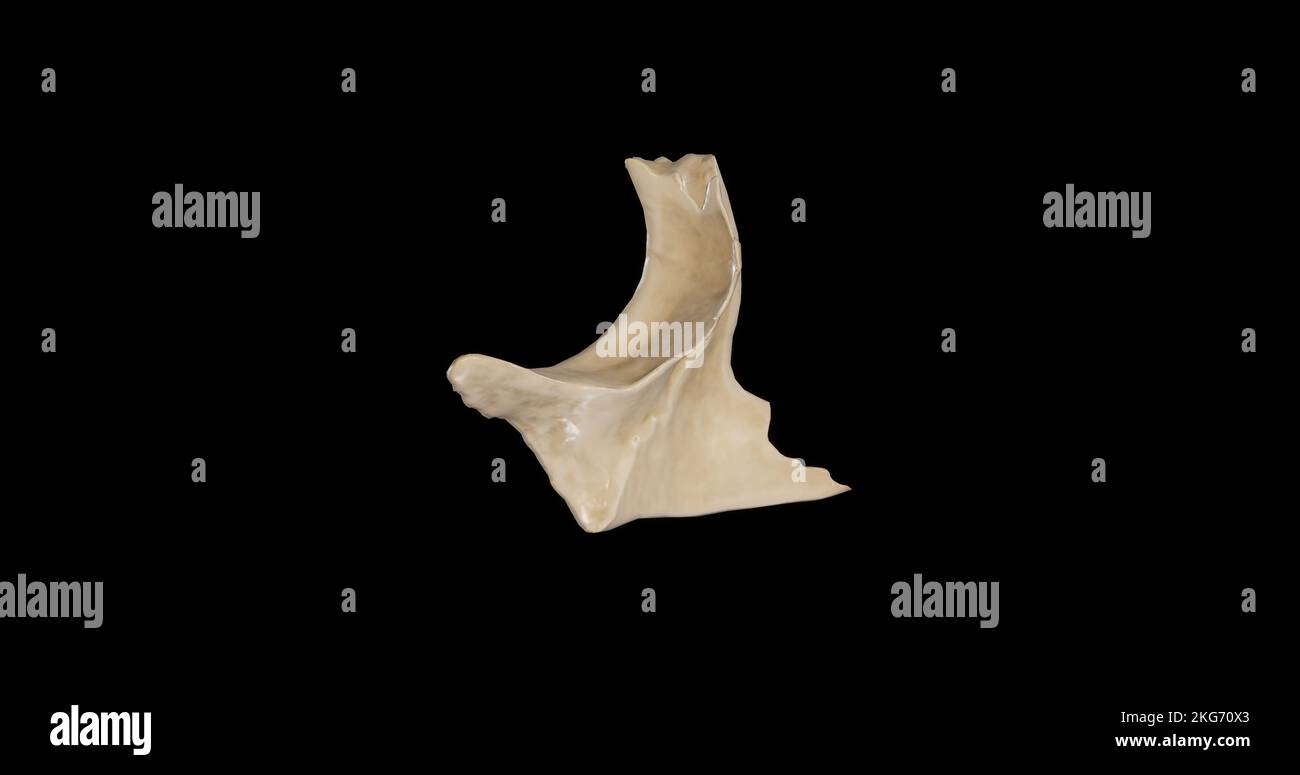 Left view of Right Zygomatic Bone Stock Photo
