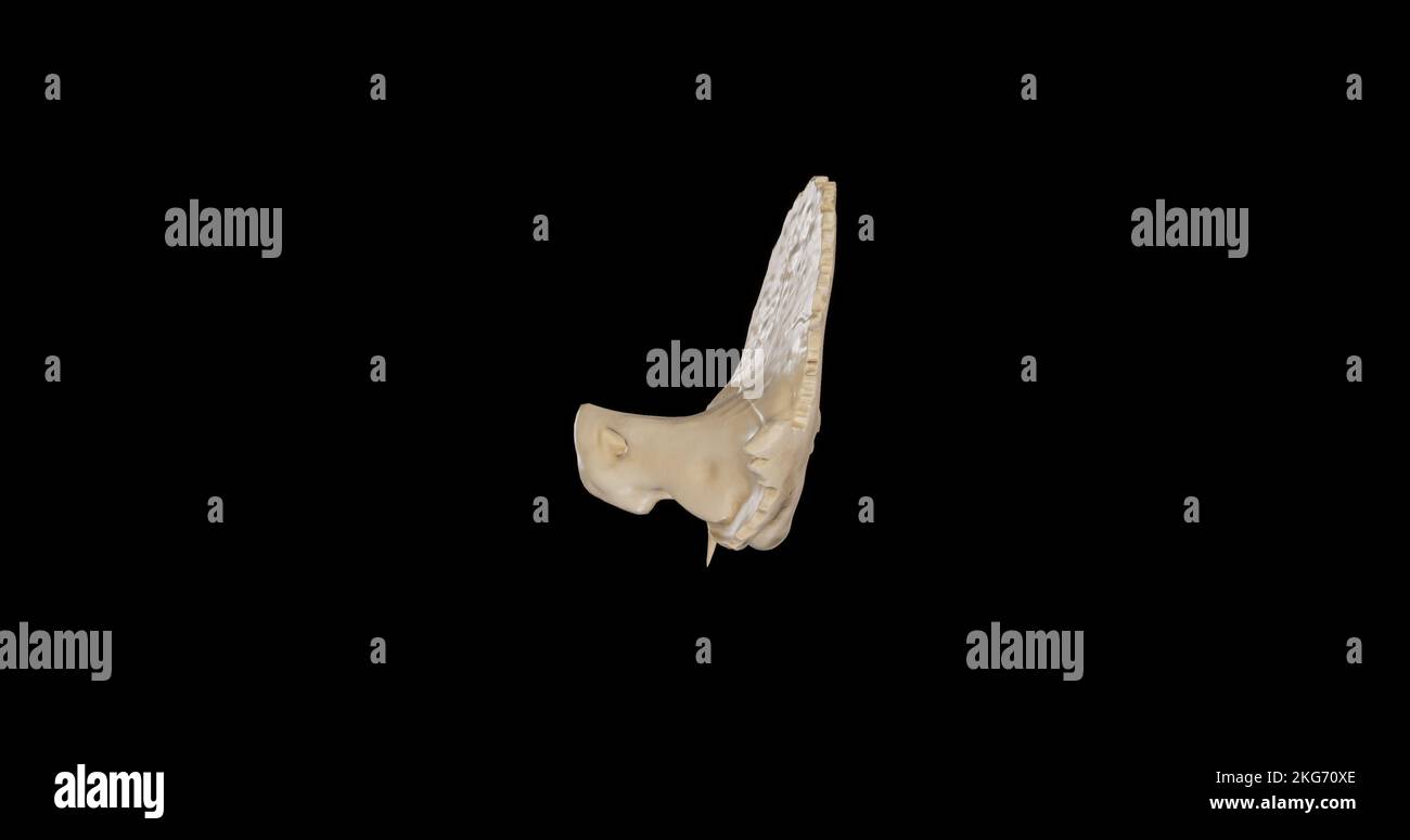 Posterior view of Right Temporal Bone Stock Photo
