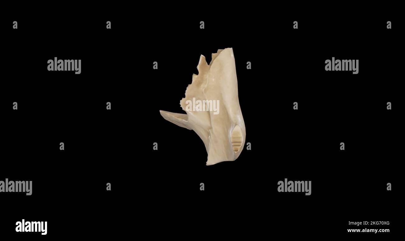 Posterior view of Right Zygomatic Bone Stock Photo