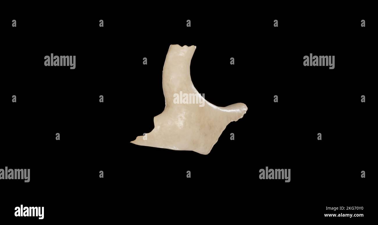 Right view of Right Zygomatic Bone Stock Photo