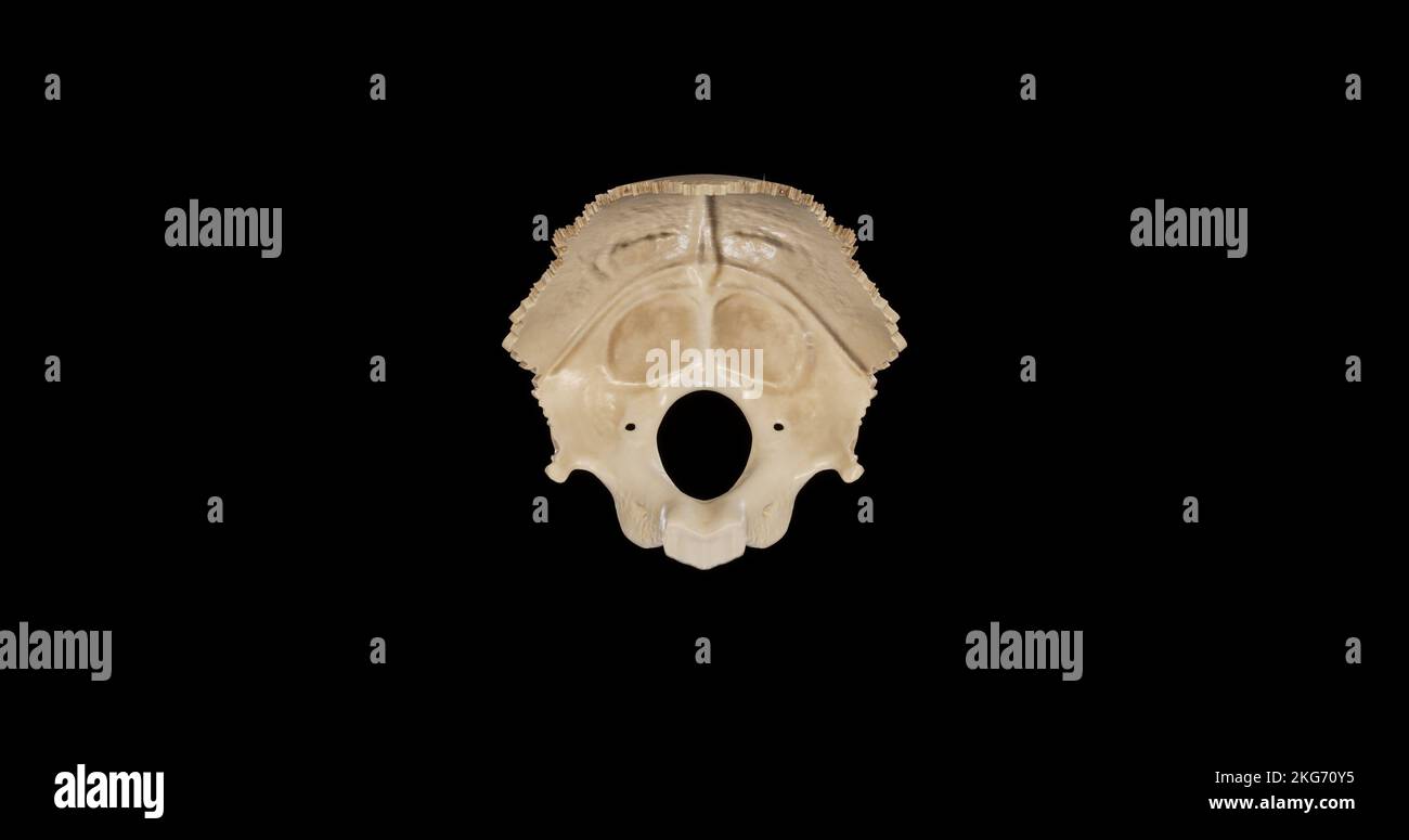 Superior view of Occipital Bone Stock Photo