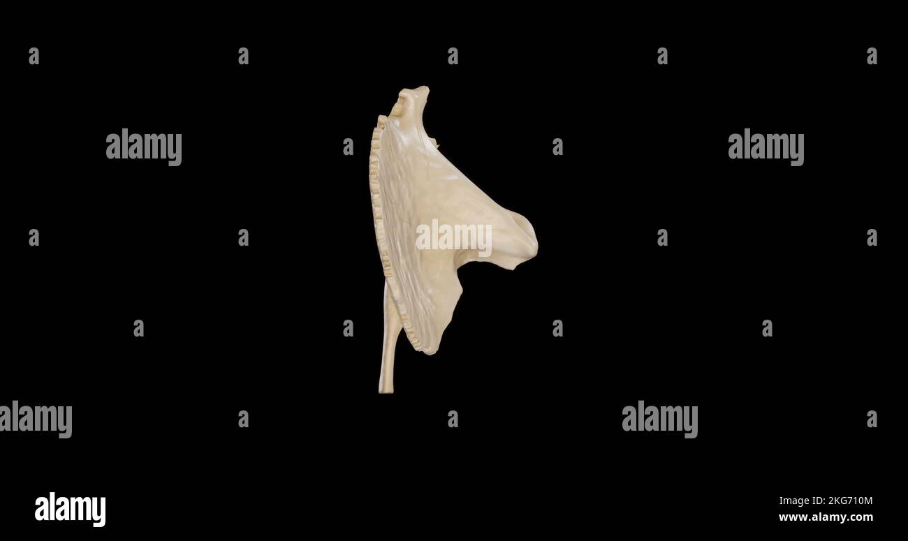 Superior view of Right Temporal Bone Stock Photo