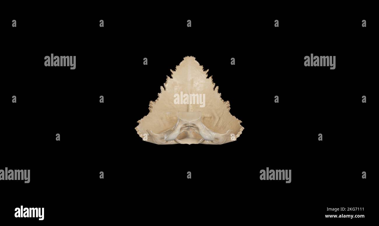 Anterior view of Occipital Bone Stock Photo