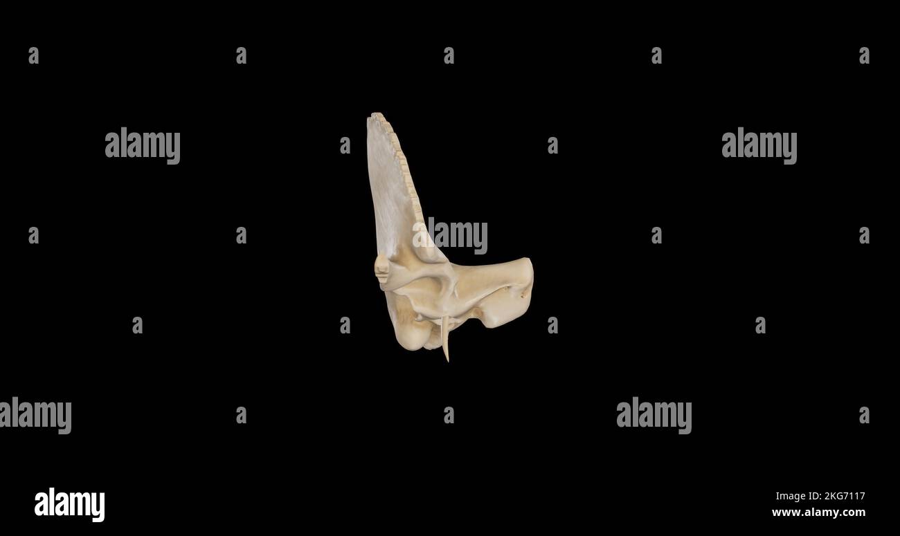 Anterior view of Right Temporal Bone Stock Photo