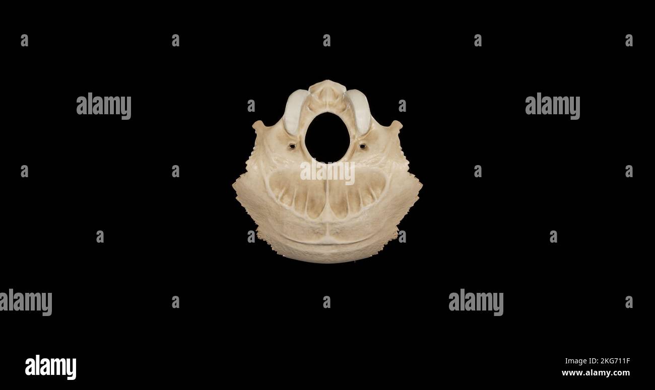 Inferior view of Occipital Bone Stock Photo