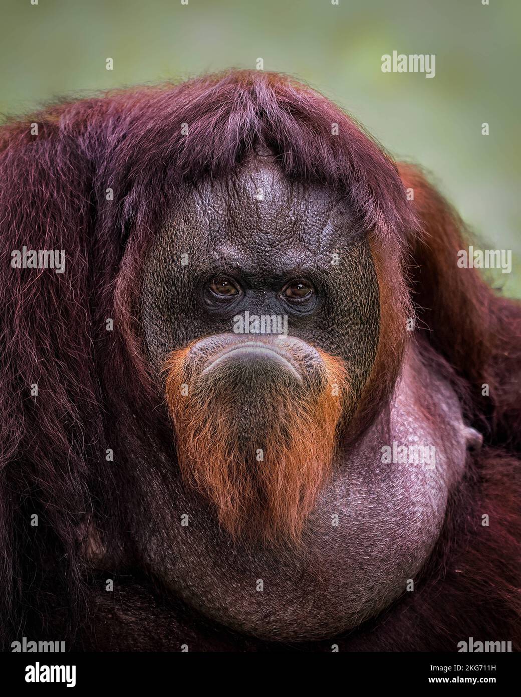 Puffing up his lip to cover his nose. Jakarta, Indonesia: THESE FUNNY photos show an orangutan pulling silly faces for a delighted photographer. One i Stock Photo