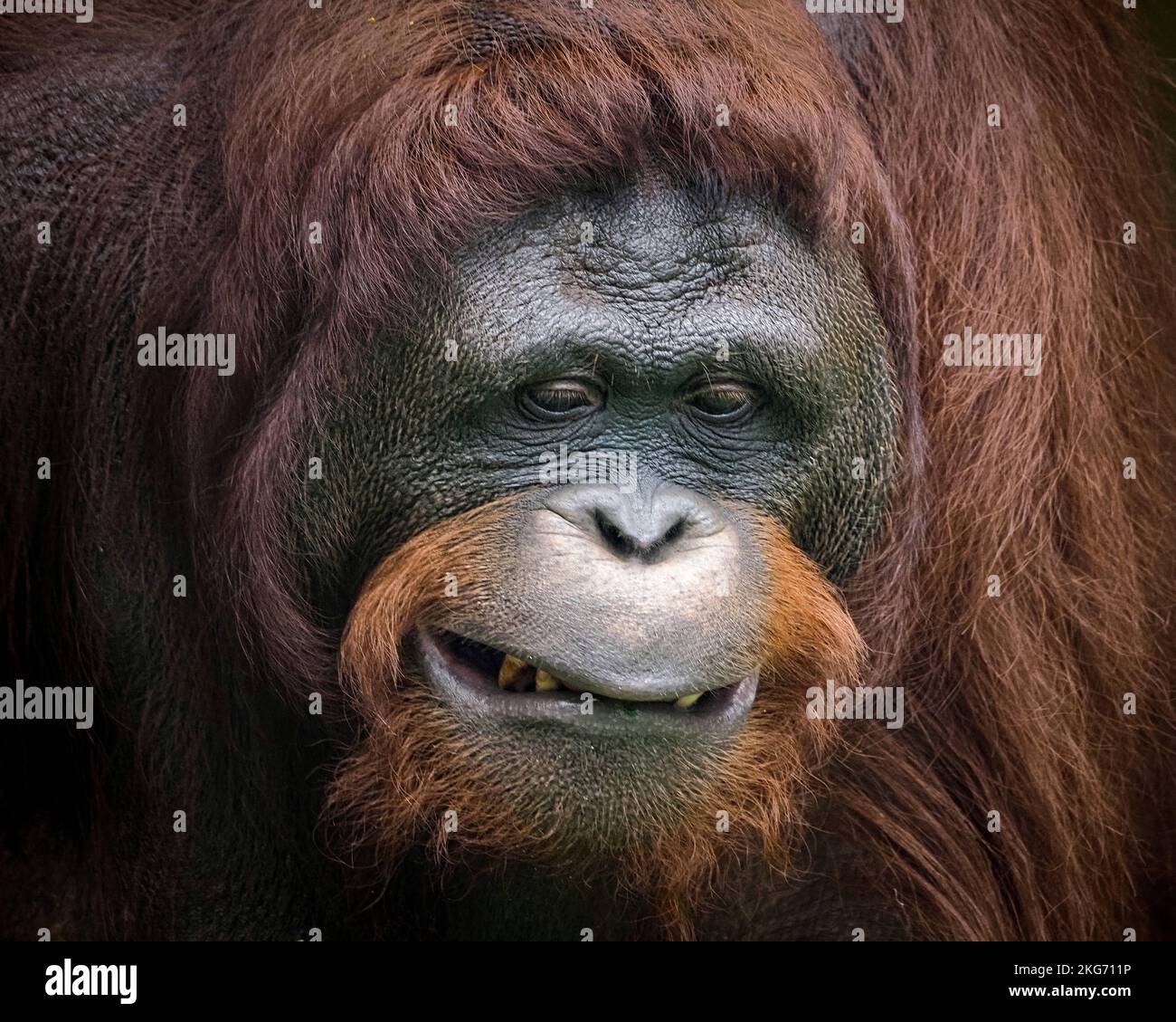 This orangutan pulls a funny face for the photographer. Jakarta, Indonesia: THESE FUNNY photos show an orangutan pulling silly faces for a delighted p Stock Photo