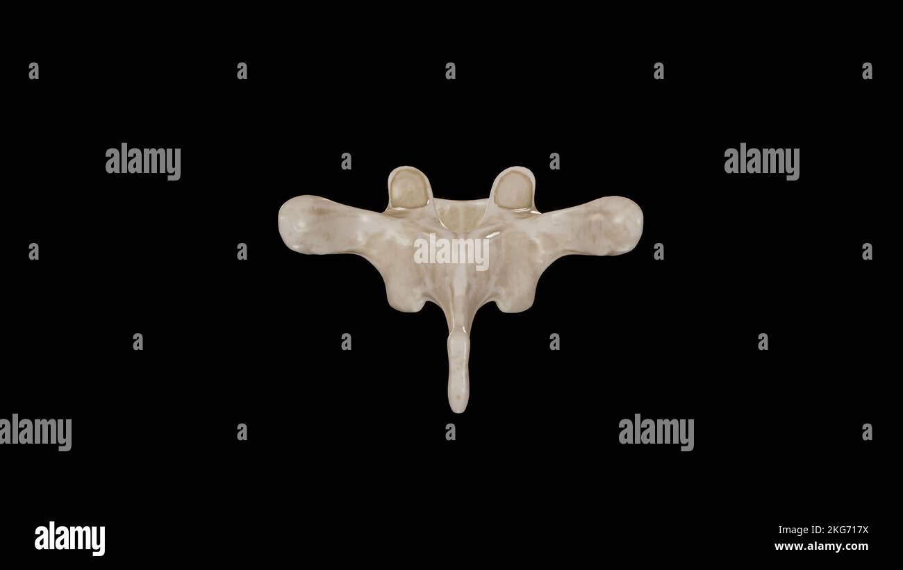 Posterior view of Fourth Thoracic Vertebra (T4) Stock Photo