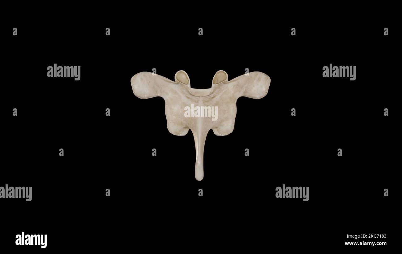 Posterior view of Sixth Thoracic Vertebra (T6 Stock Photo - Alamy