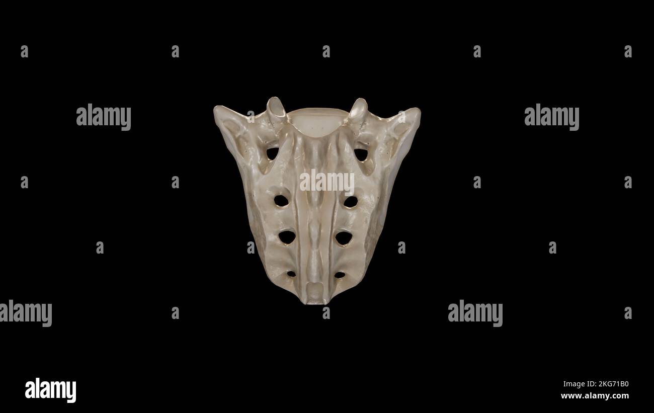 Posterior view of Sacrum Stock Photo