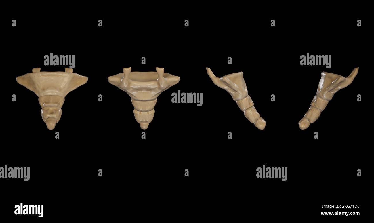 Coccyx-Multiple Views Stock Photo