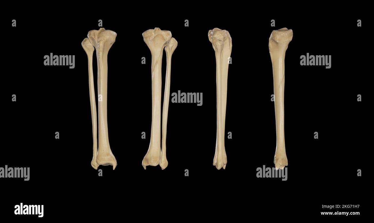 Bones of Right Leg-Multiple Views Stock Photo