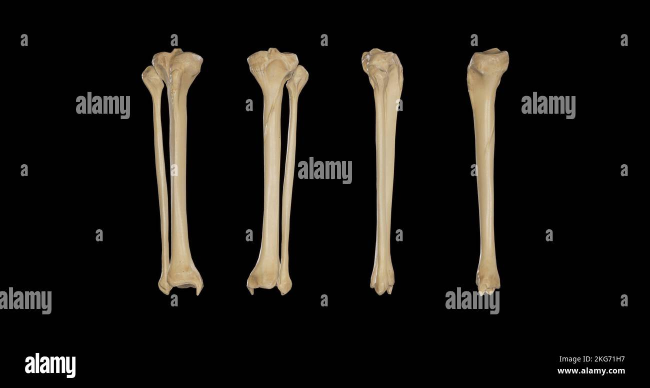 Bones of Right LegMultiple Views Stock Photo Alamy