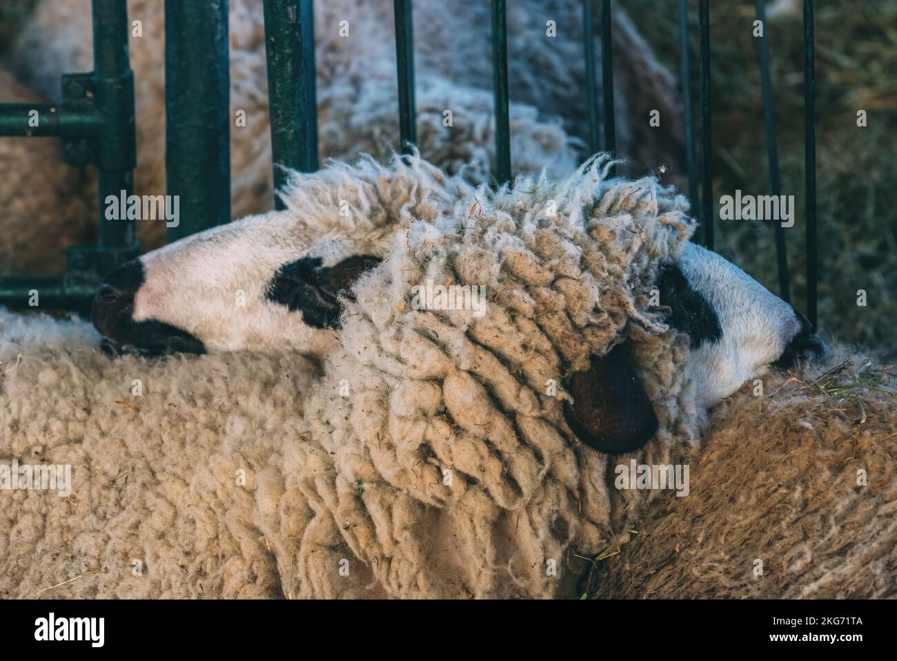 Flock of sheep in pen on traditional agricultural fair, selective focus Stock Photo