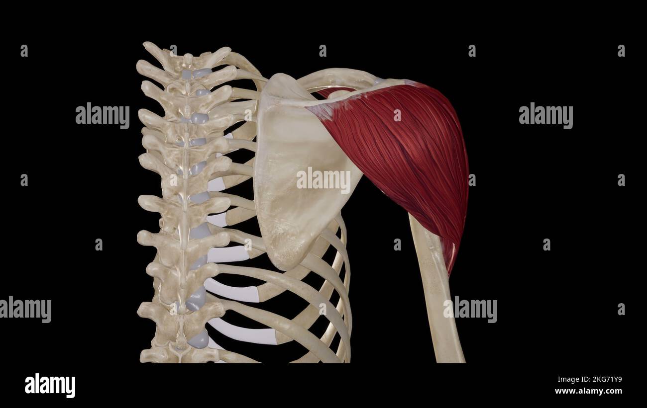Deltoid muscle back view Stock Photo