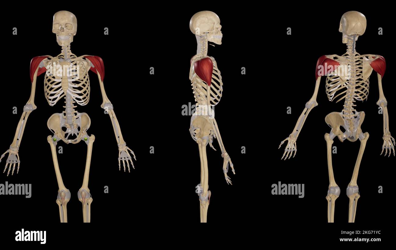 Deltoid Muscle anterior-lateral and posterior views Stock Photo