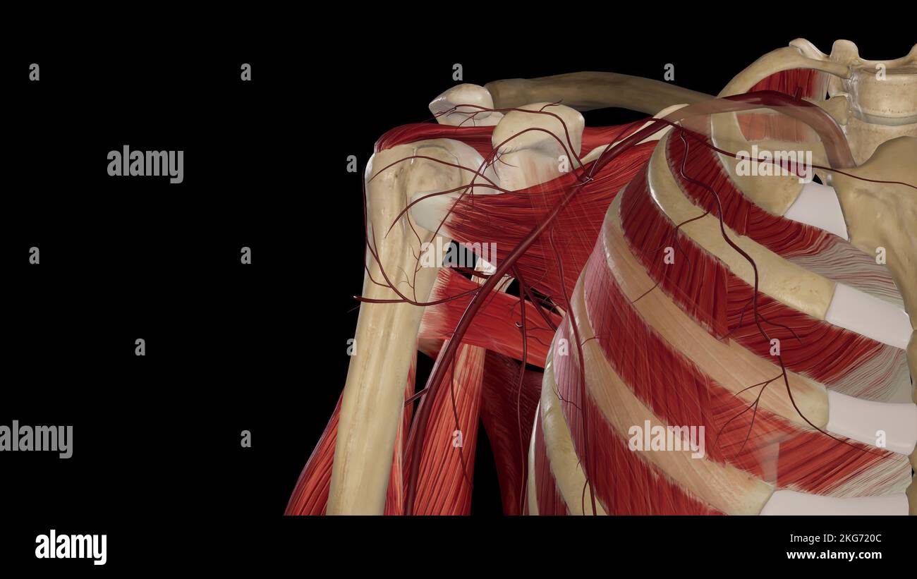 Axillary Artery Stock Photo