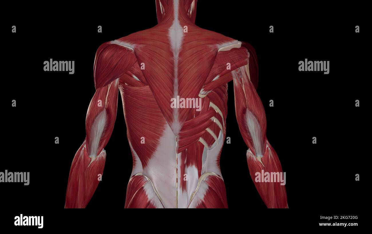 Back muscles anatomy illustration Stock Photo Biology Diagrams