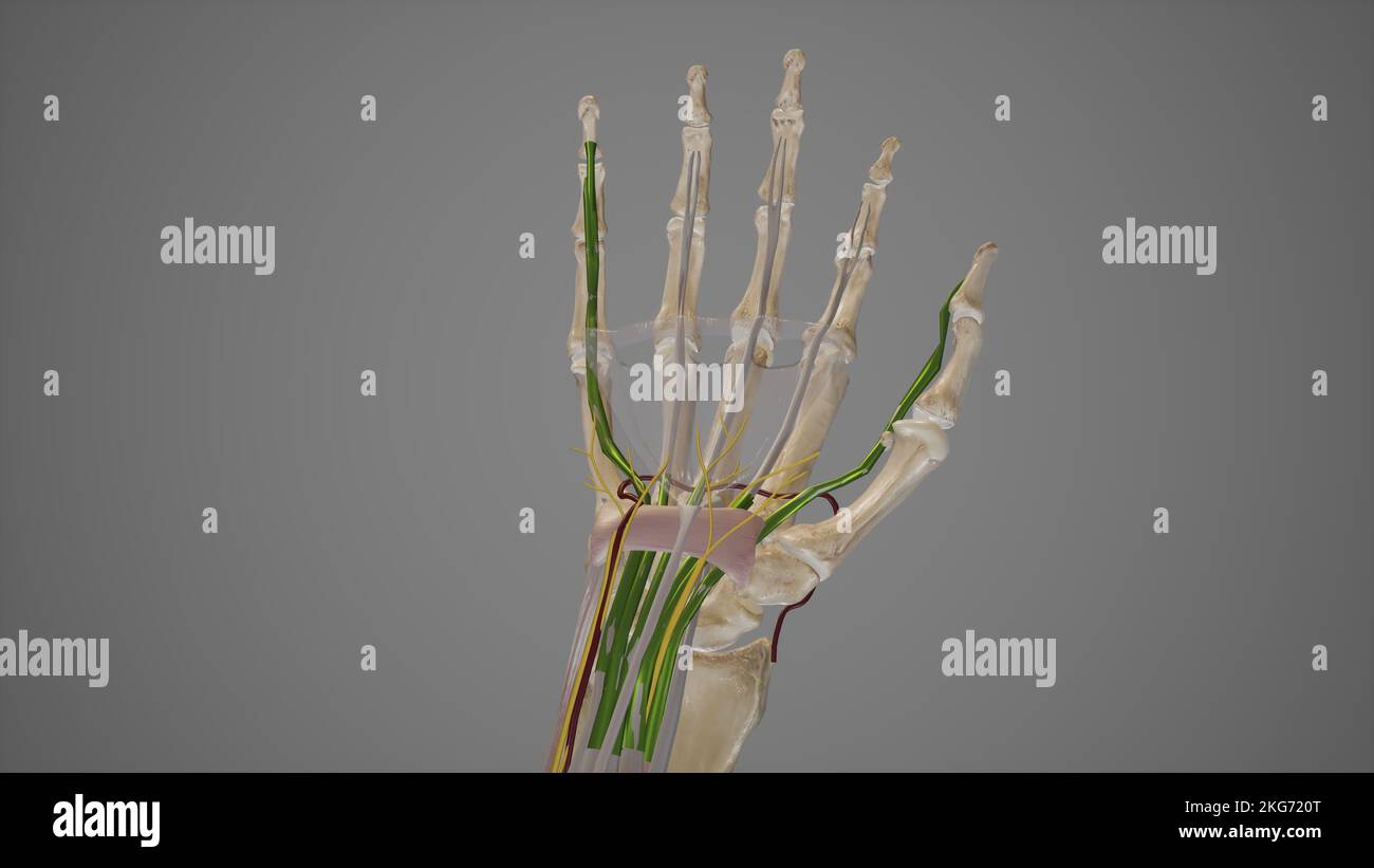 Carpal Tunnel Anatomy Stock Photo Alamy