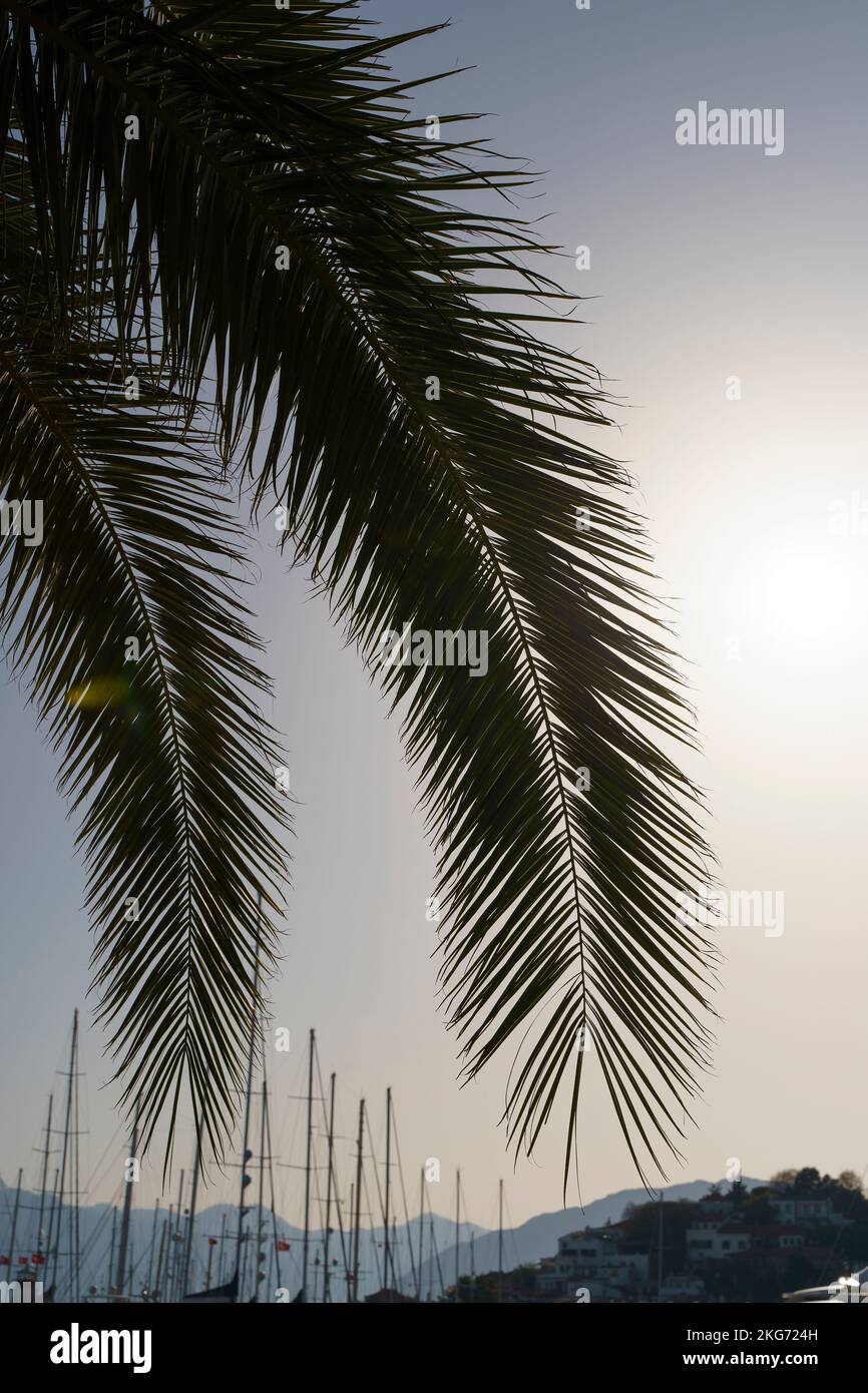 Palm leaves at sunset. Silhouettes of tropical palms against the background of the summer evening sky. Relax, rest, vacation concept. High quality photo Stock Photo
