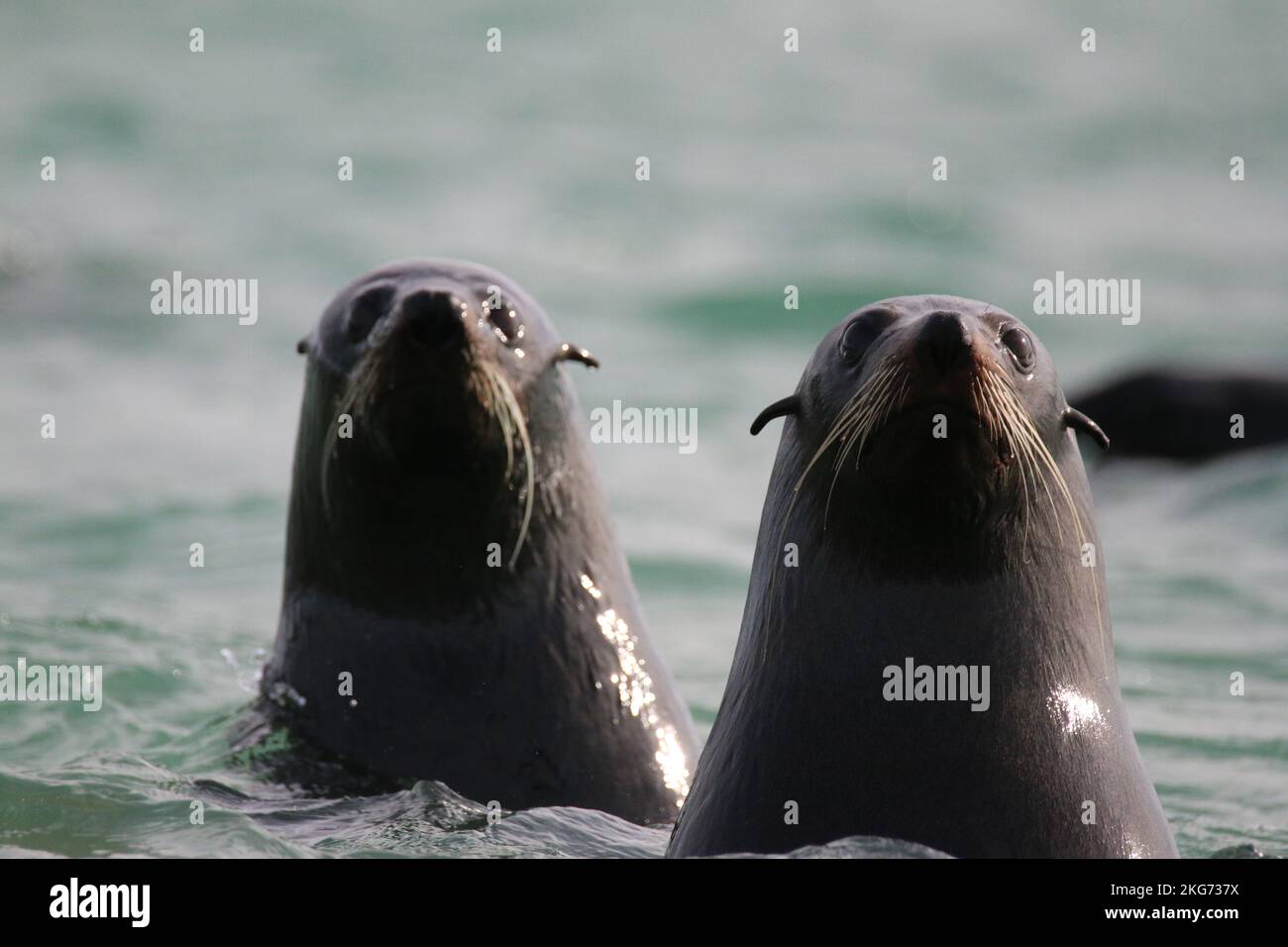 Long Nosed Fur Seals in the Coorong Stock Photo Alamy