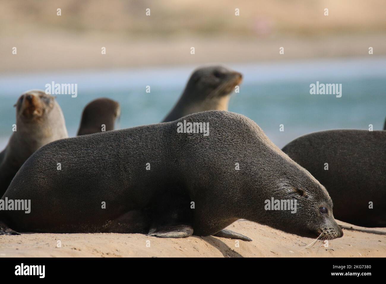 Long Nosed Fur Seals in the Coorong Stock Photo Alamy