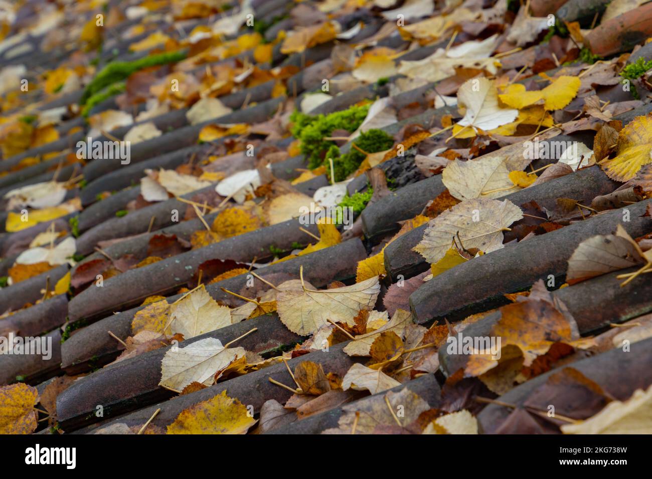 Close up of autumn leaves on roof tiles with focus on foreground Stock Photo