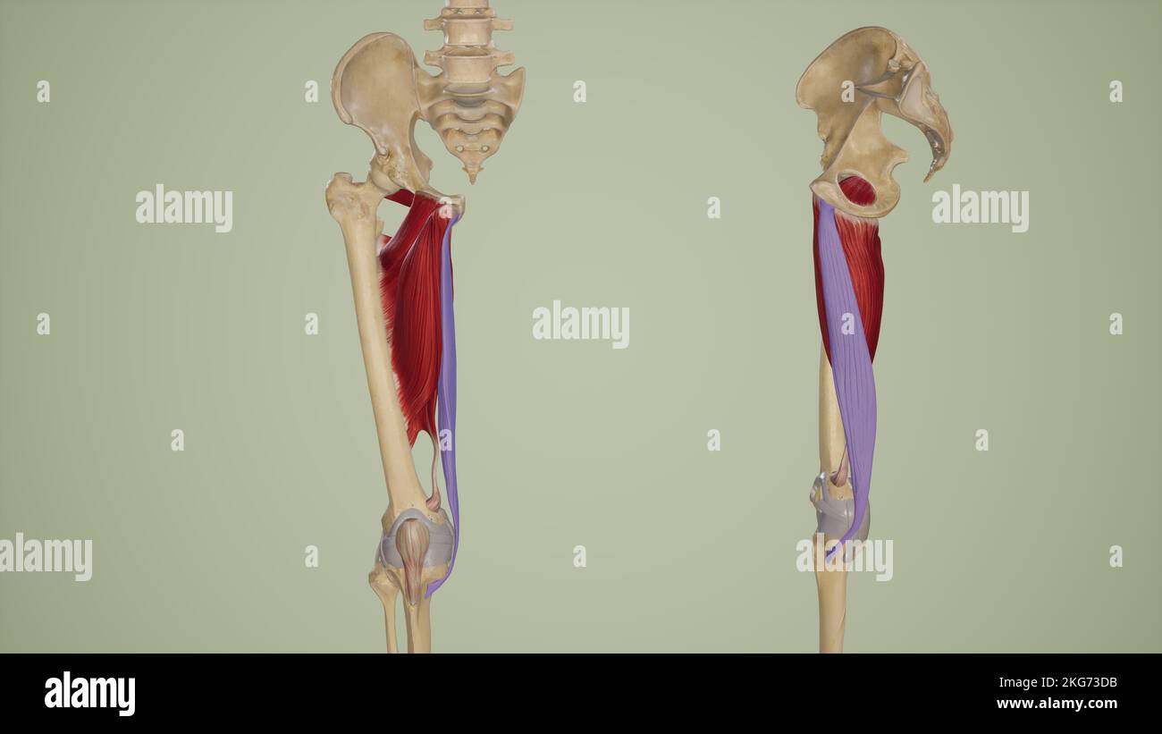 Gracilis Anterior and Lateral View Stock Photo