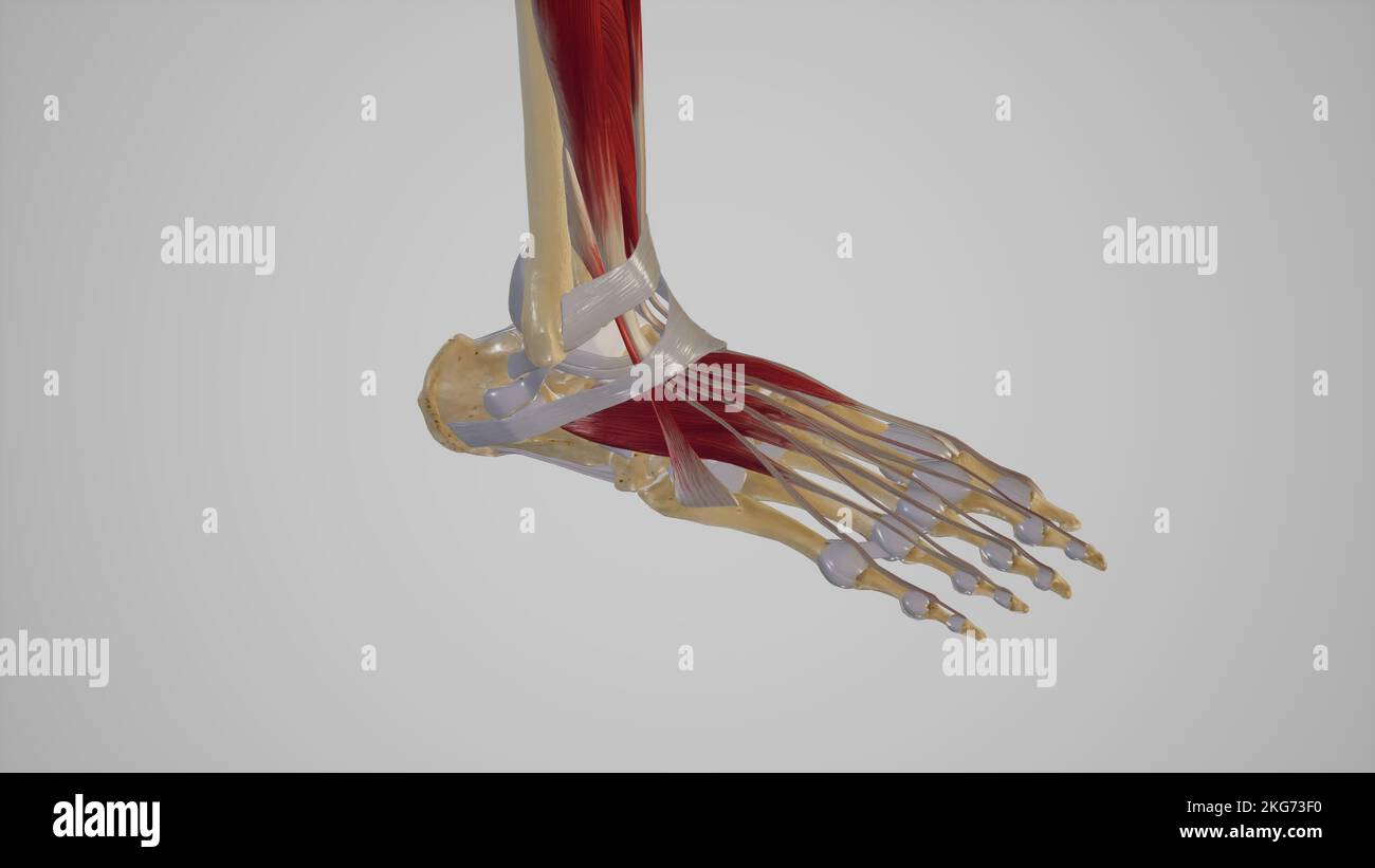 Foot Ligaments Stock Photo