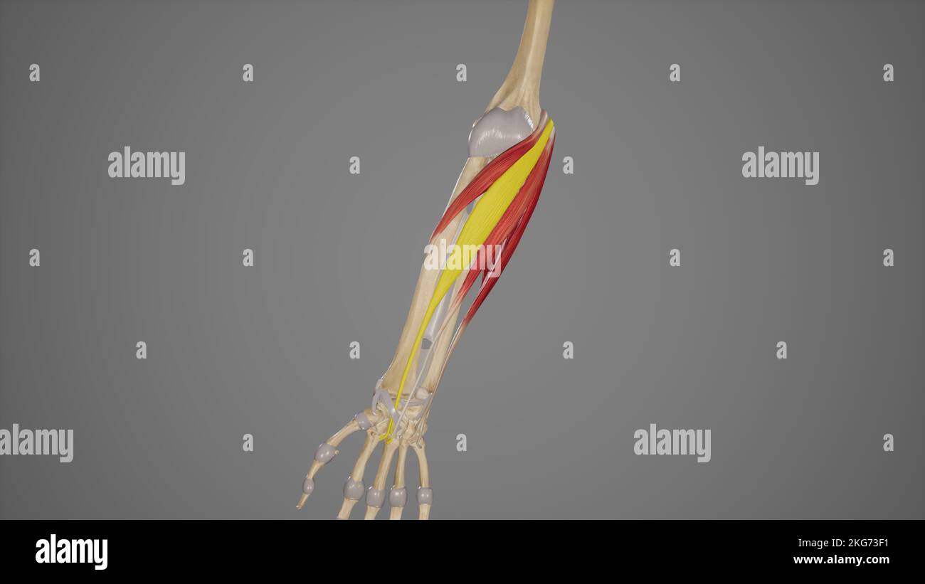 Forearm Muscles-Flexor Carpi Radialis Stock Photo