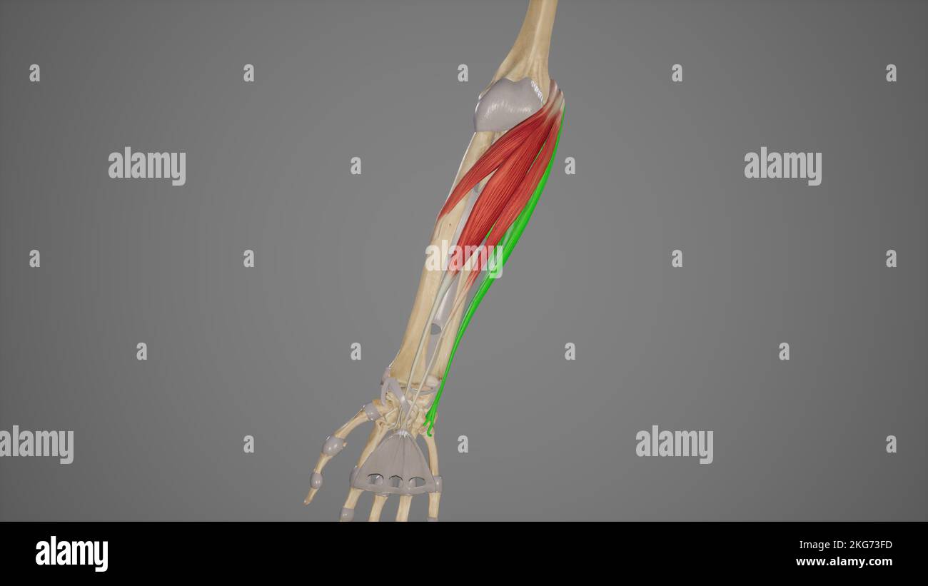 Forearm Muscles-Flexor Carpi Ulnaris Stock Photo