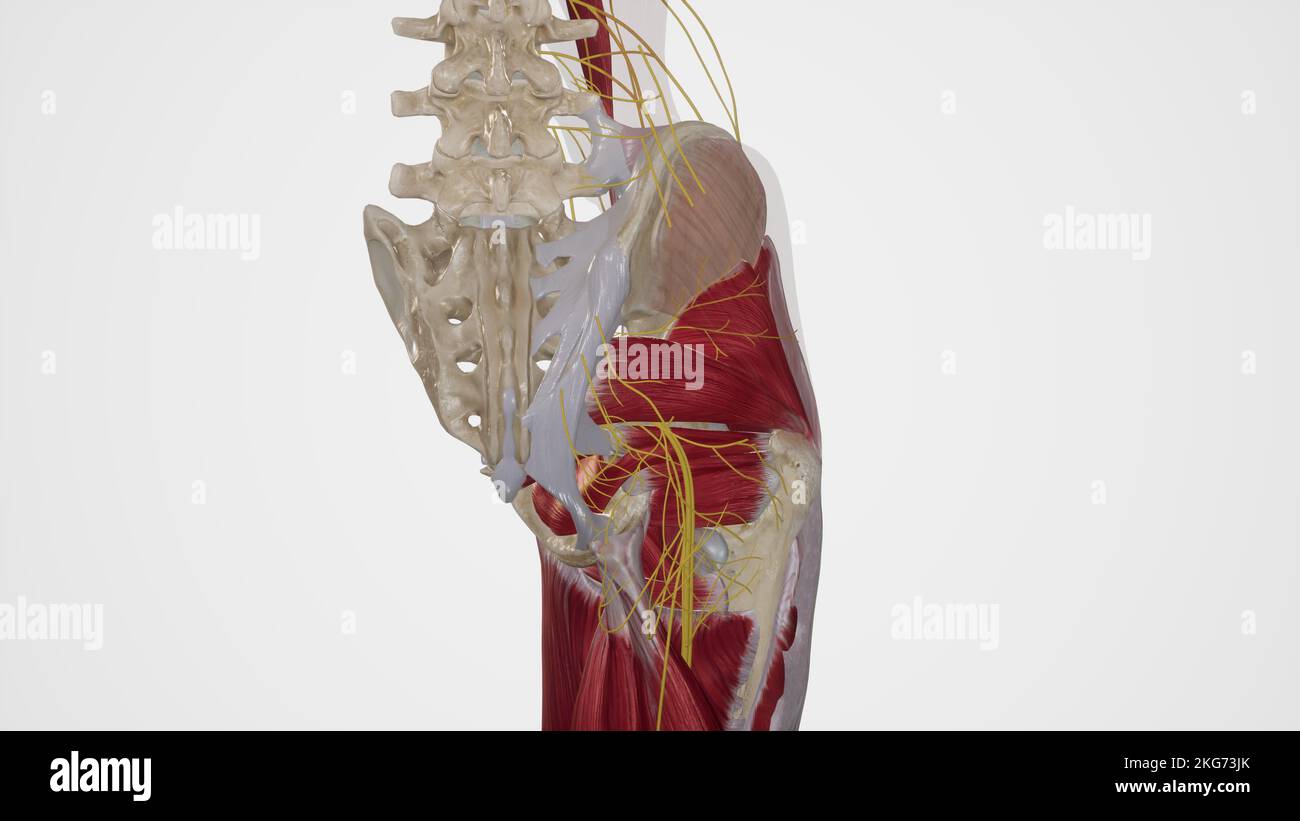 Nerves of Gluteal Region Stock Photo