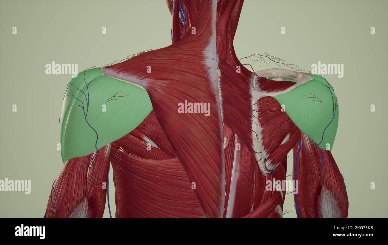 Medical Illustration of Shoulder Muscles-Deltoid Stock Photo