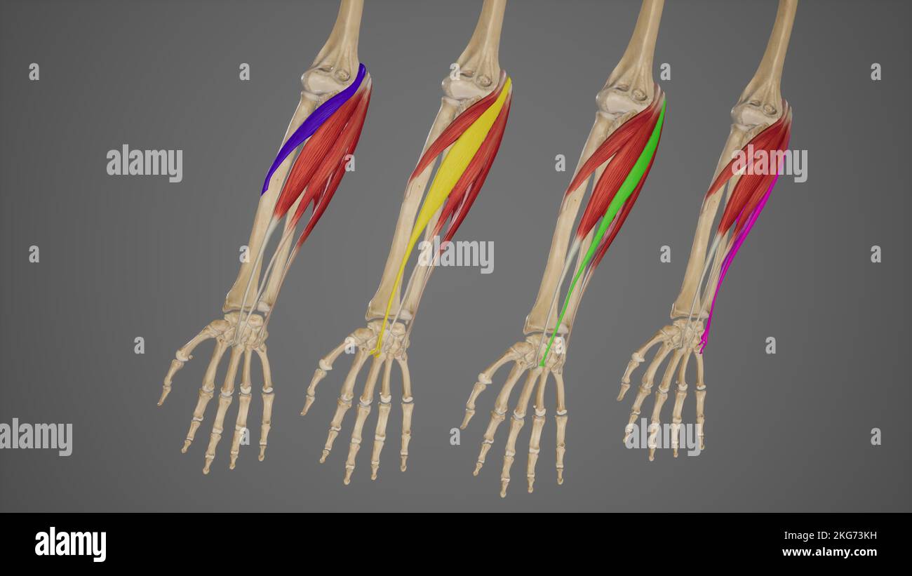 Superficial Flexor Muscles of Forearm-Individuals Stock Photo