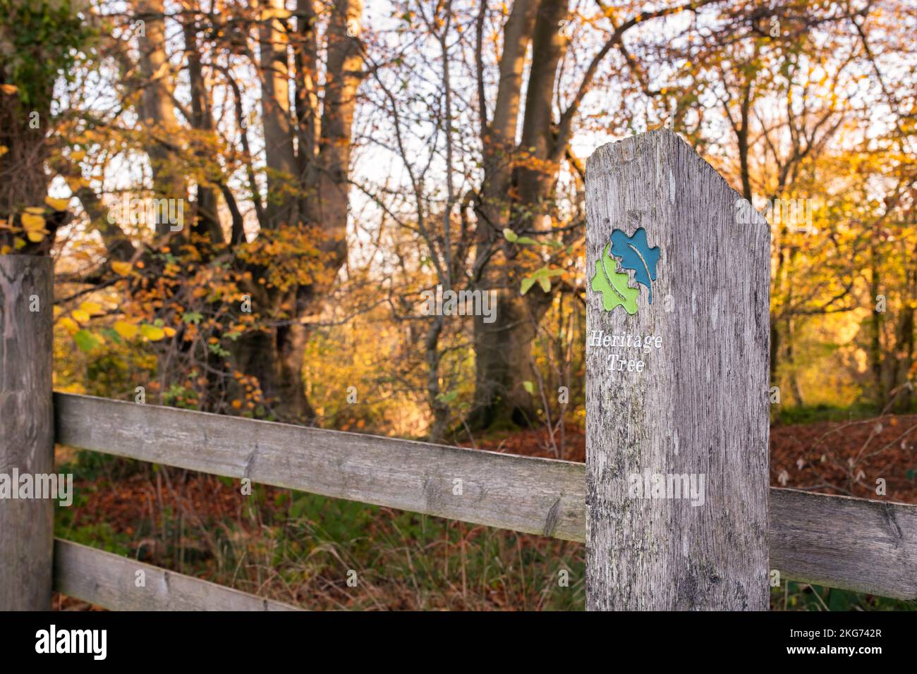 Heritage tree stile along the cotswold way in Lineover woods. Dowdeswell, Gloucestershire, England Stock Photo