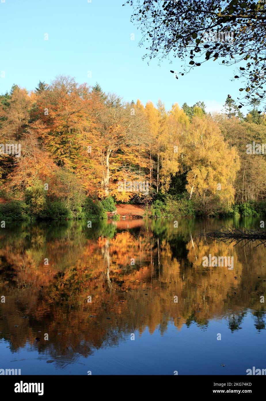 Autumn in Comer woods on the Dudmaston estate near Bridgnorth, Shropshire, England, UK. Stock Photo