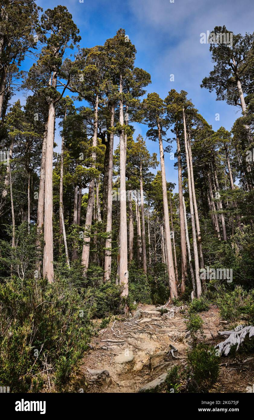 A vertical shot of tall trees at the Alerce Costero National Park, Chile Stock Photo