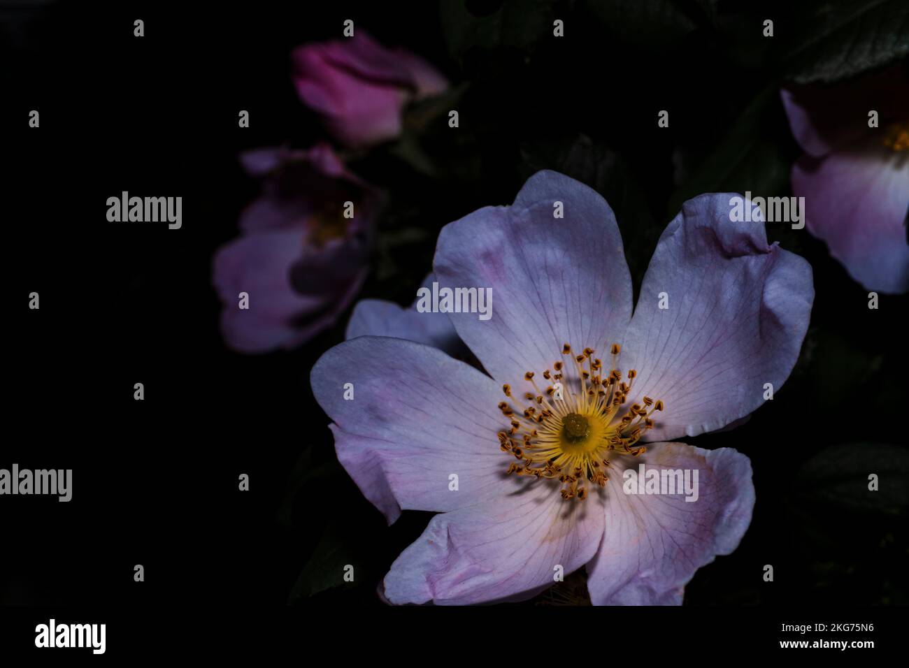 wild rose, macro flower photo, night flower shot Stock Photo