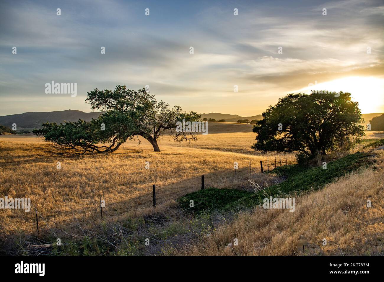 A scenic view of green oak trees in the golden field under bright ...