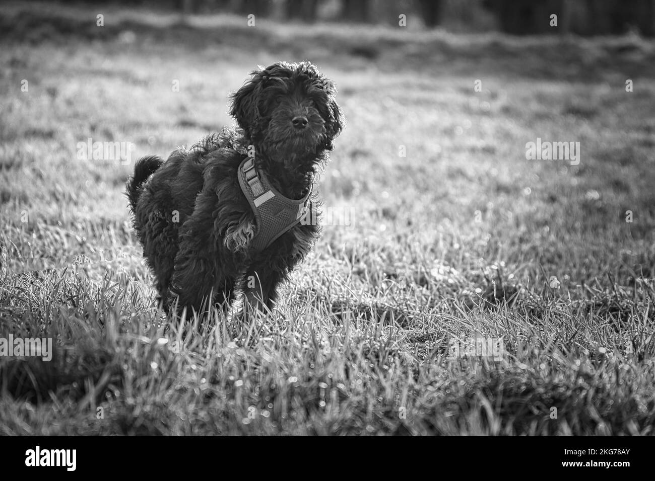 Goldendoddle puppy in black white taken, standing on a meadow. Look invites to play. Black curly coat. Family dog that does not shed. Animal photo of Stock Photo