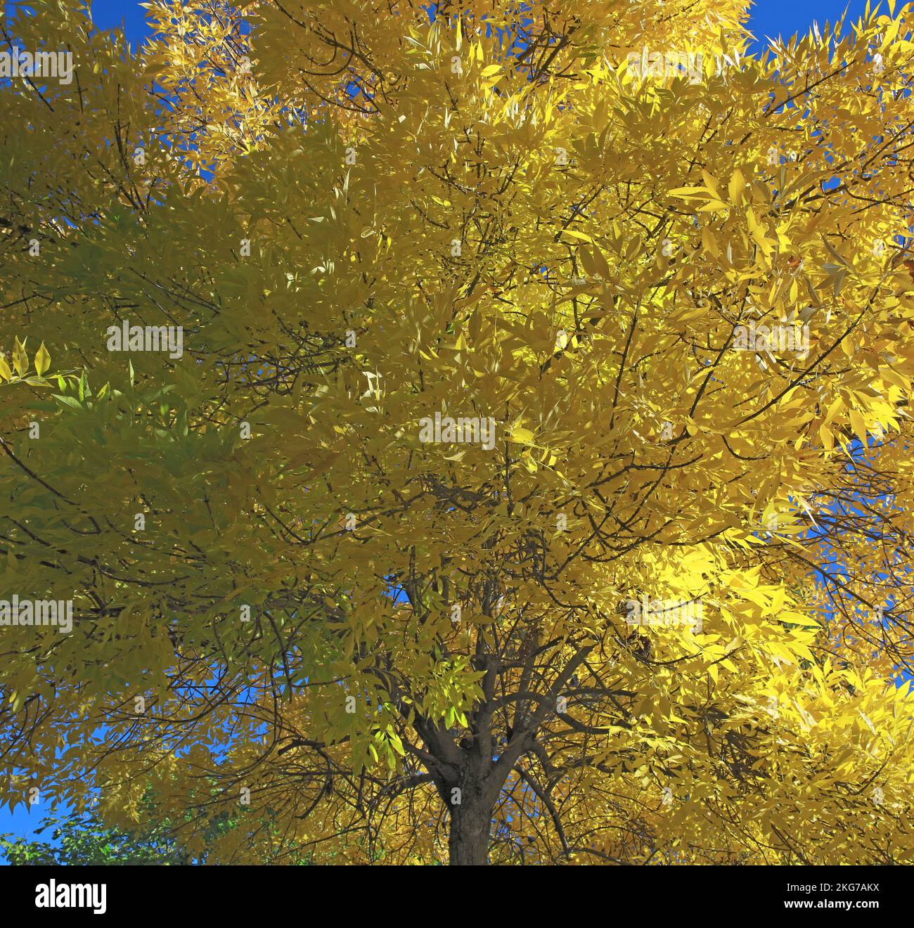 France, Ash tree in autumn, golden foliage Stock Photo Alamy
