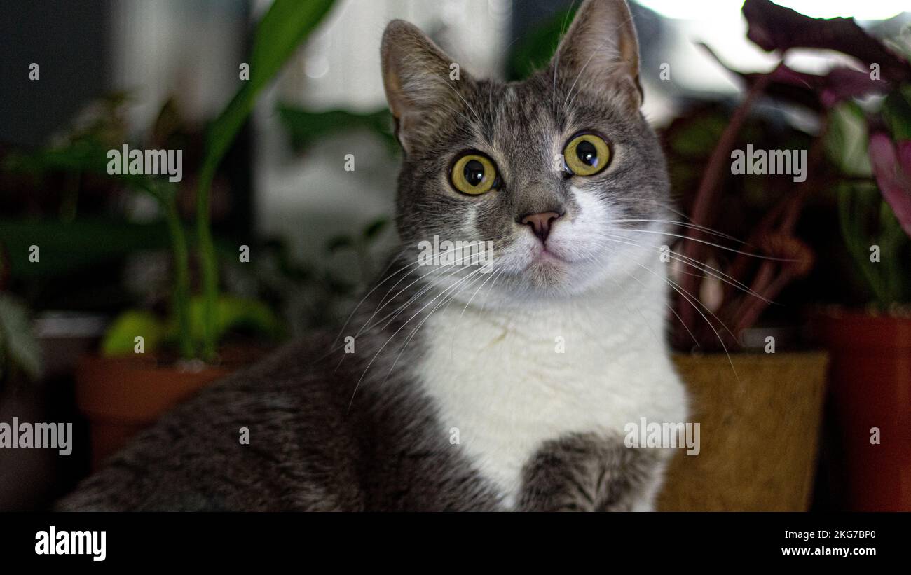 the cat stares wideeyed Stock Photo Alamy